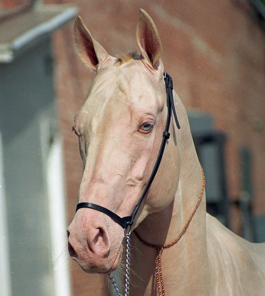 Turkmenistan Akhal-Teke
