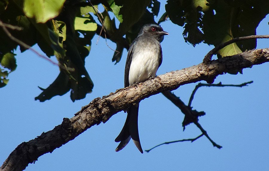 White-bellied drongo