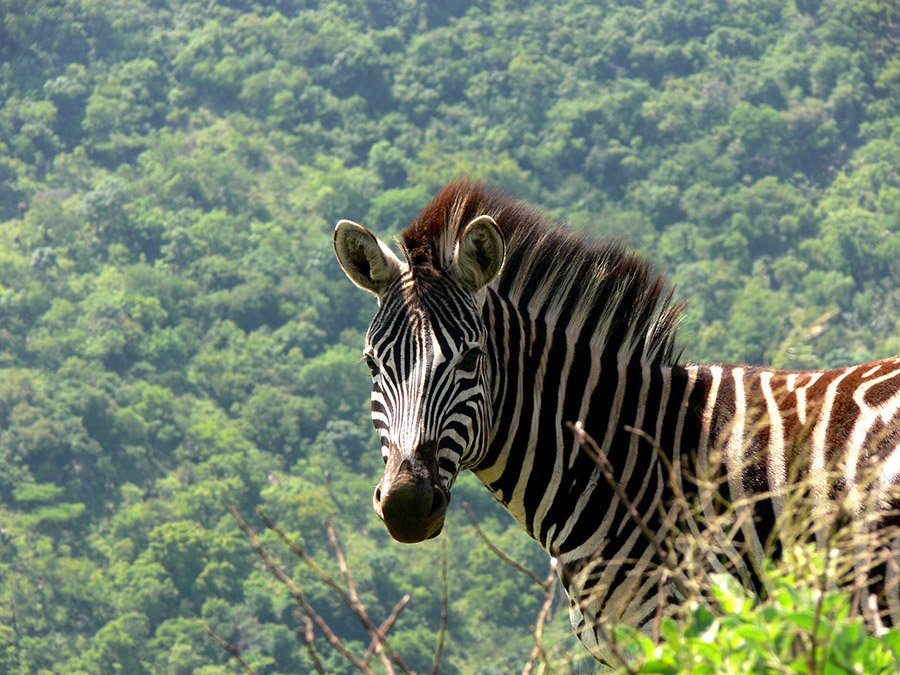 Young zebra with large mane
