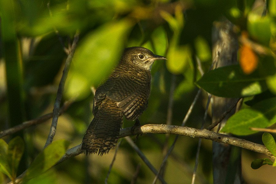 Zapata Wren