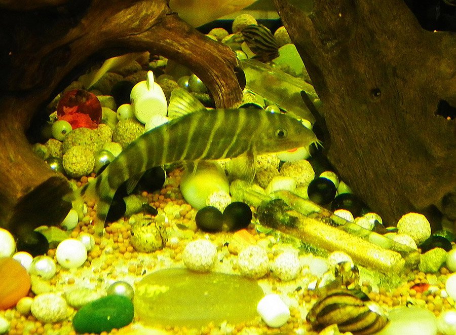 Zebra Loach