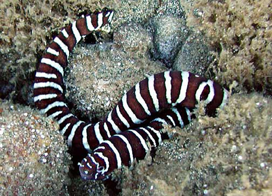 Zebra Moray