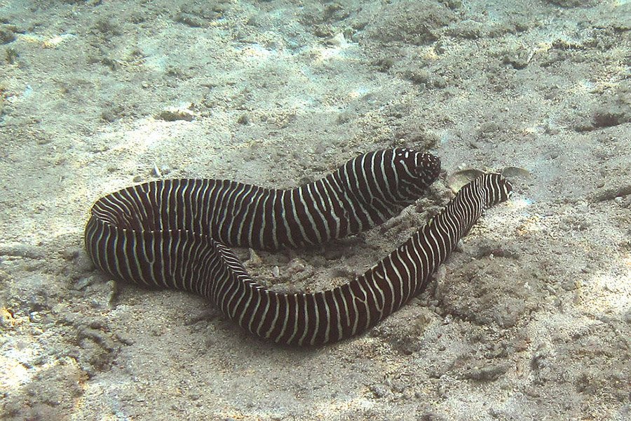 Zebra Moray