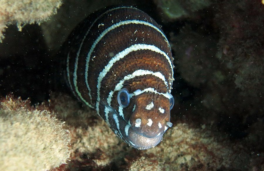 Zebra Moray
