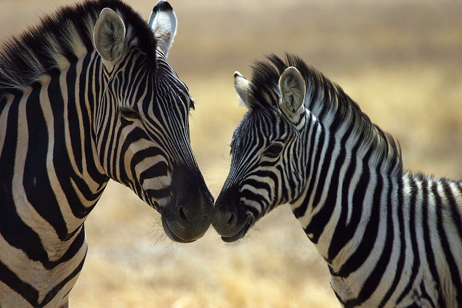 Adult zebra and foal touching noses