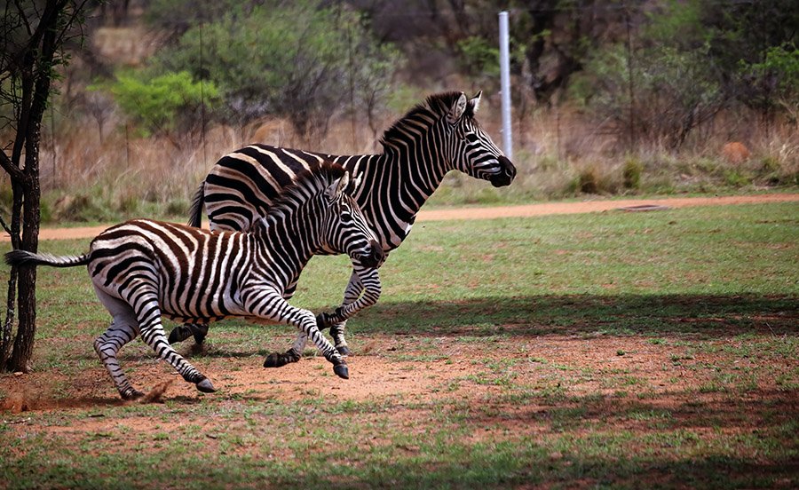Zebra and foal running