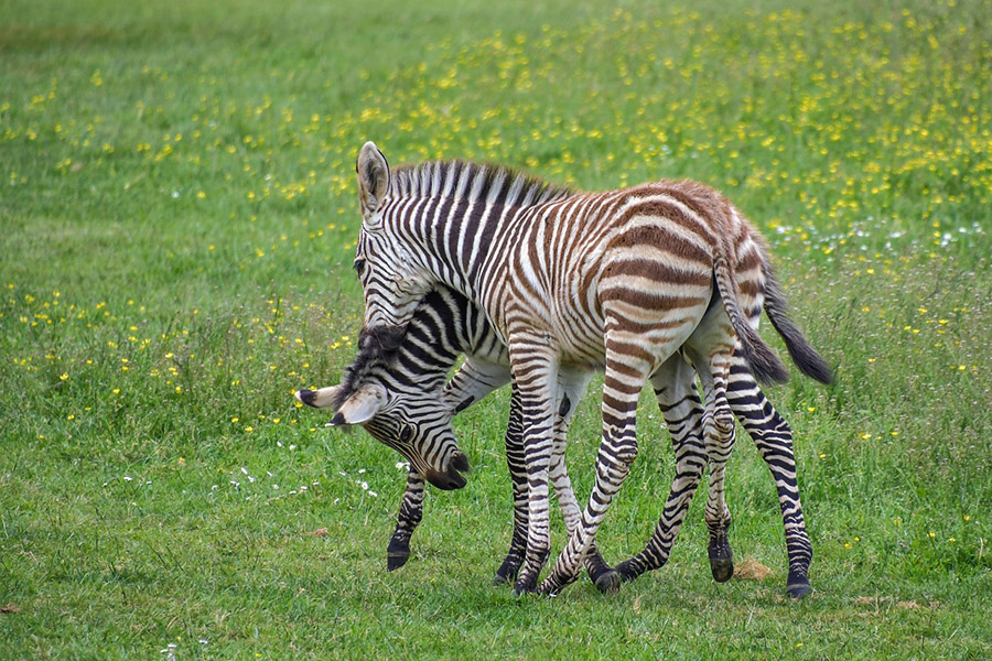 Baby zebras playing
