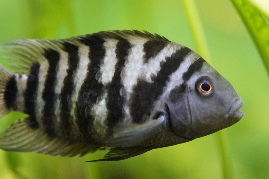 Zebra cichlid
