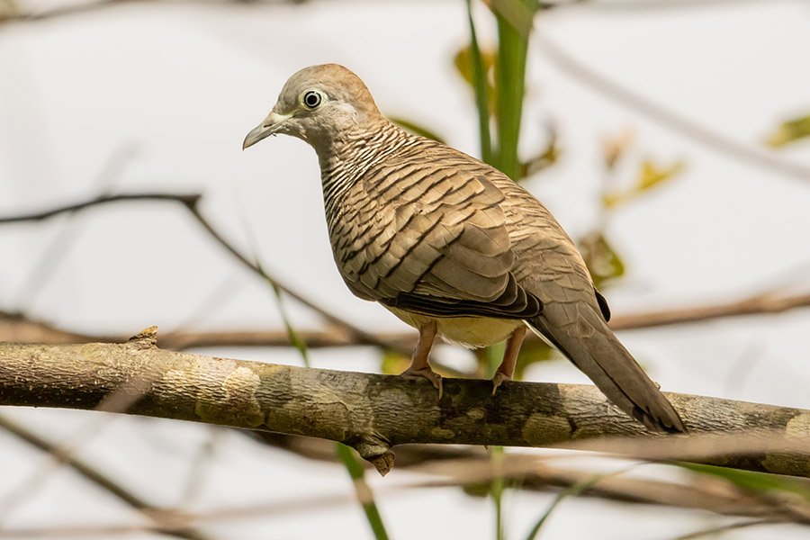 Zebra dove on a roof