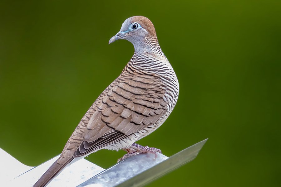 Zebra dove on a roof