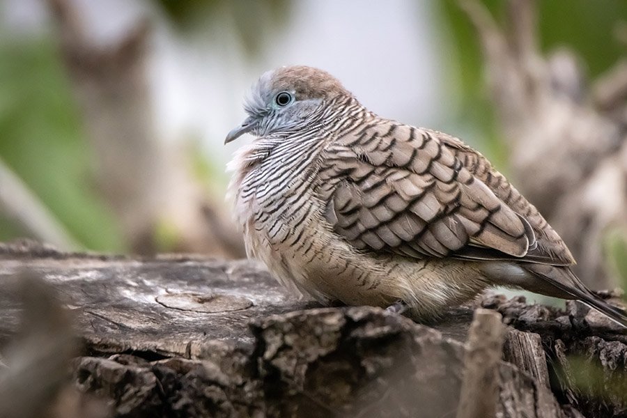Zebra dove resting