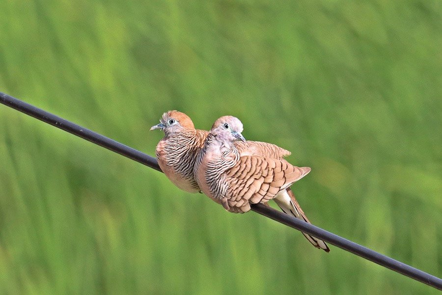 Zebra doves perched