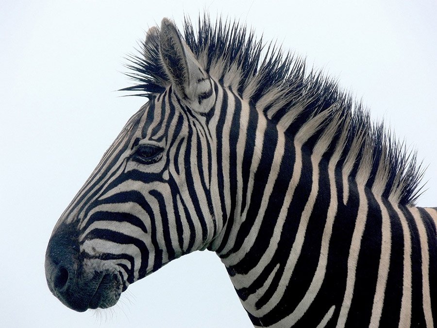 Zebra portrait with beautiful mane