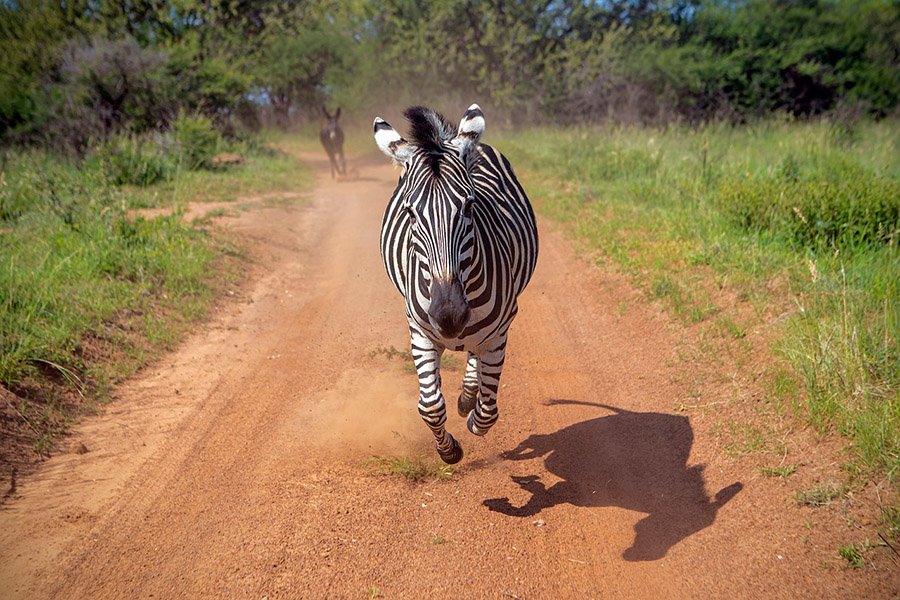 Zebra running on dirt road