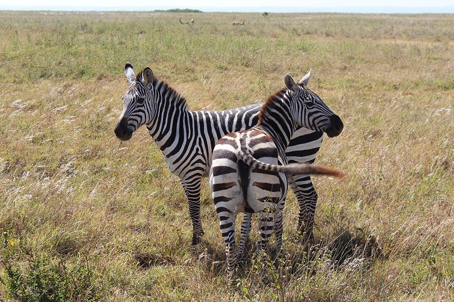 Zebra using its tail