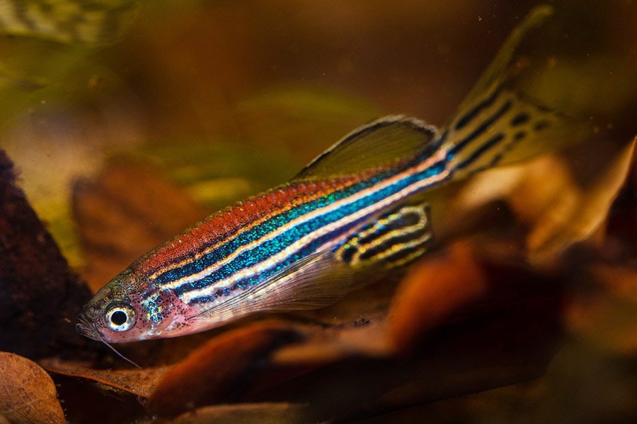 Zebrafish (Danio rerio)
