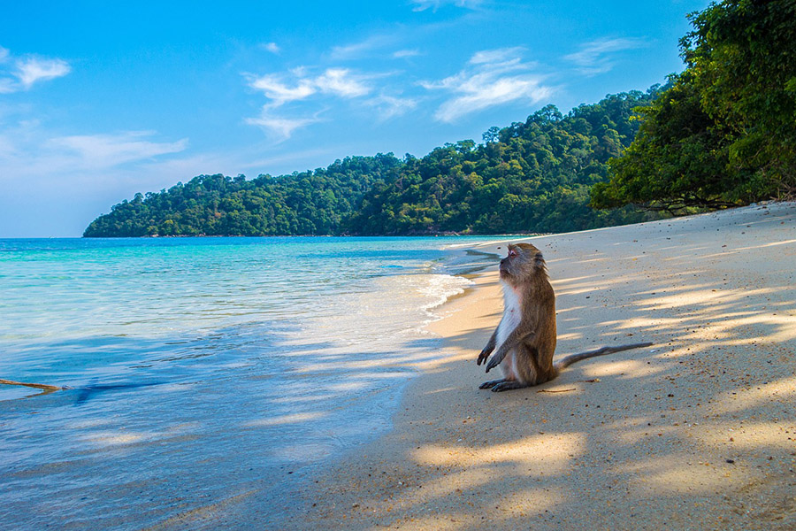 Monkey on the beach
