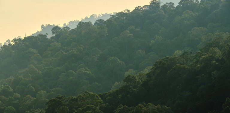 Eco-friendly travel - Jungle