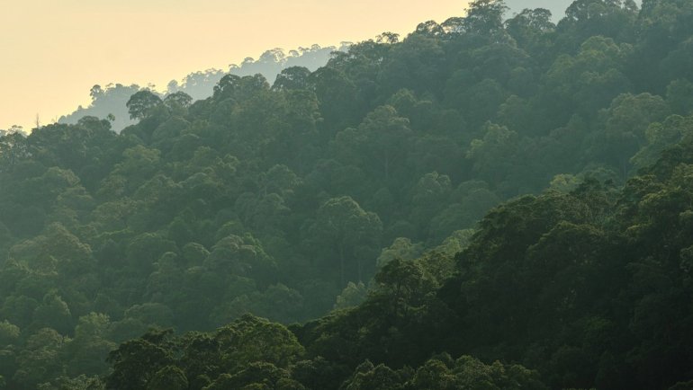 Eco-friendly travel - Jungle