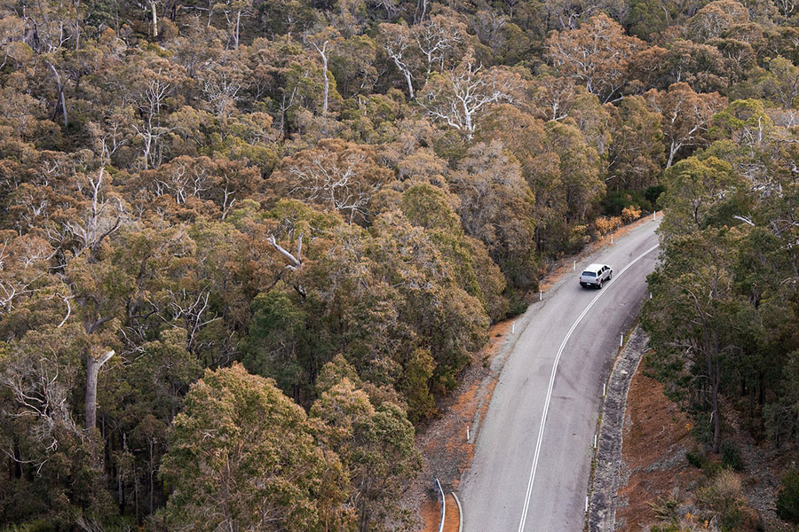 Road in an Australian forest