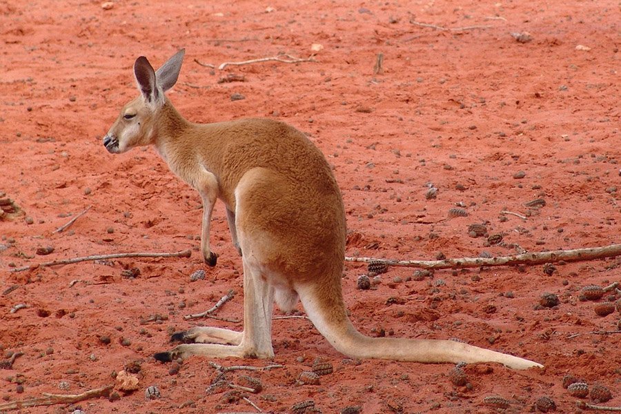 Australia Red Kangaroo