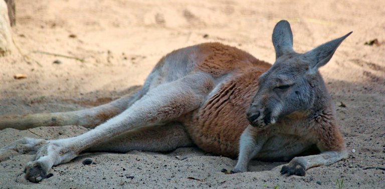 Meet The (Unofficial) National Animal of Australia: The Red Kangaroo