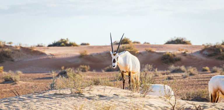 Meet The National Animal of Bahrain, The Arabian Oryx