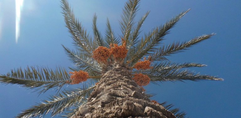 Discover Bahrain’s National Tree:  The Date Palm (Phoenix dactylifera)