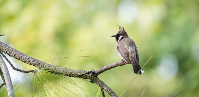 Meet The National Bird of Bahrain, The White-cheeked Bulbul