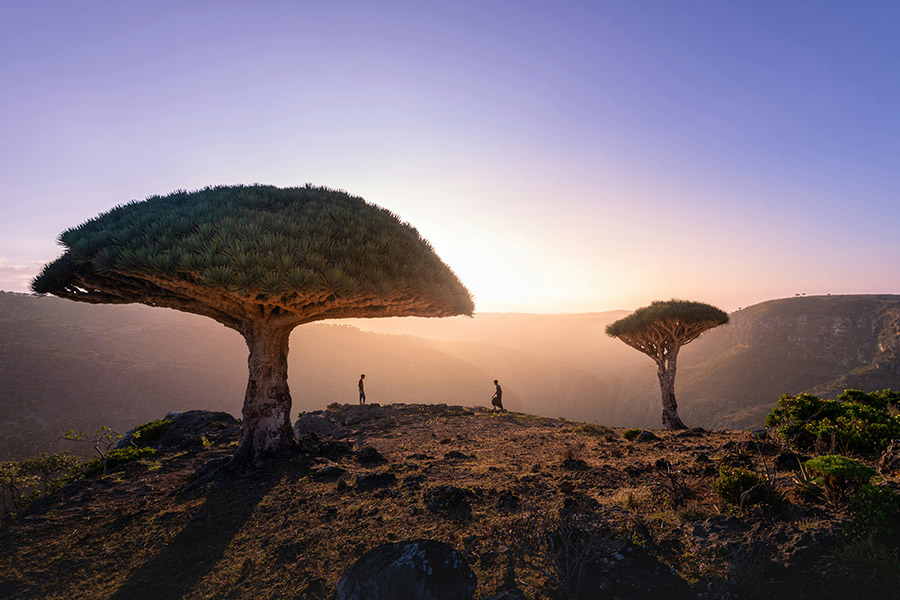 Dragon's Blood Trees on Socotra Island