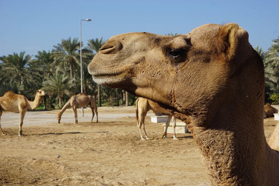 Dromedary in Bahrain
