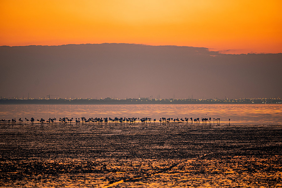 Flamingoes near Kuwait City