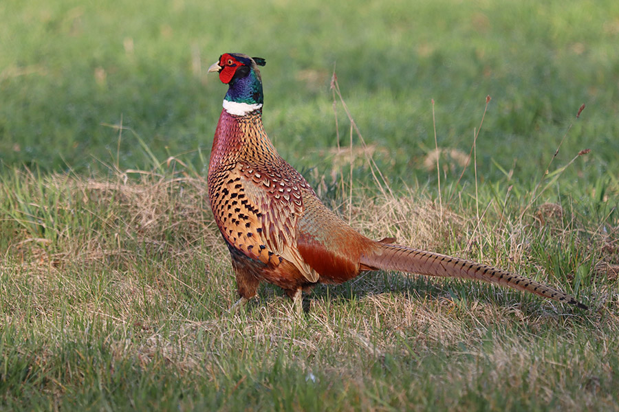 Georgia Common Pheasant