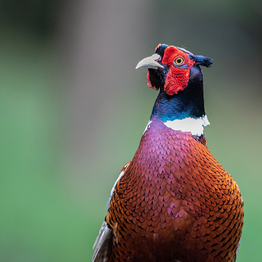 Georgia Common Pheasant