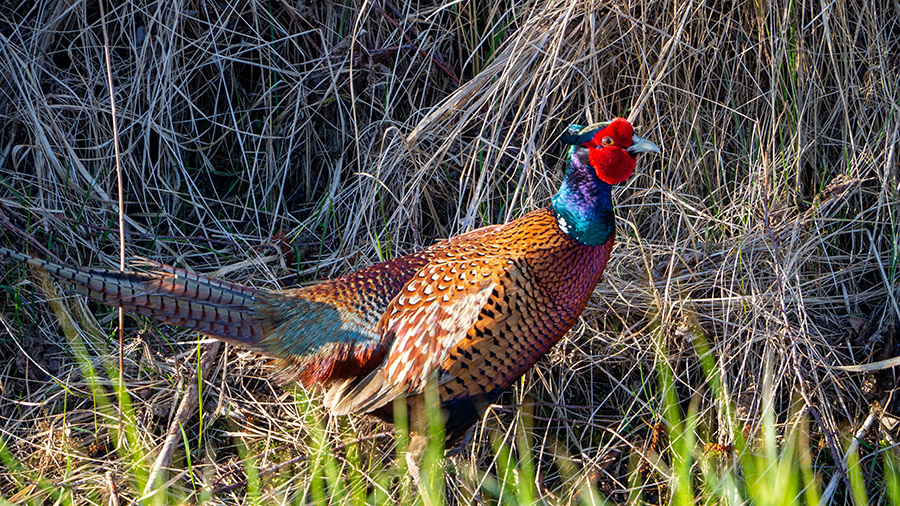 Georgia Common Pheasant