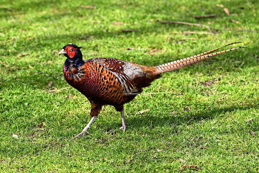 Georgia Common Pheasant