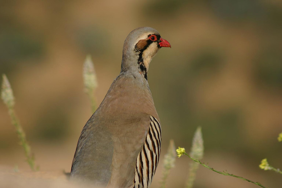Iraq Chukar