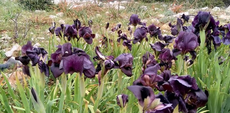 All About Jordan’s National Flower: The Black Iris