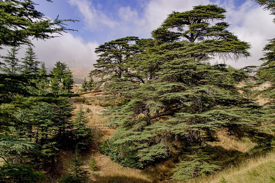 Lebanese cedars