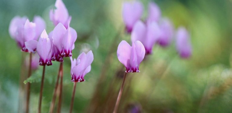 All About Lebanon’s (Unofficial) National Flower: The Lebanon Cyclamen