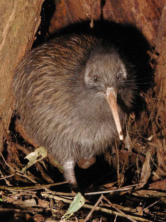 New Zealand Kiwi