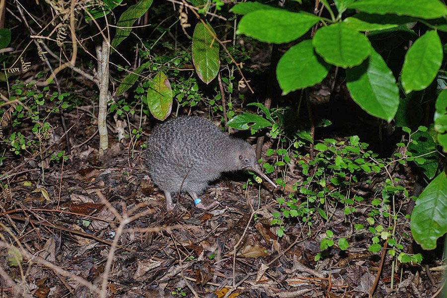 Little Spotted Kiwi (Apteryx owenii)