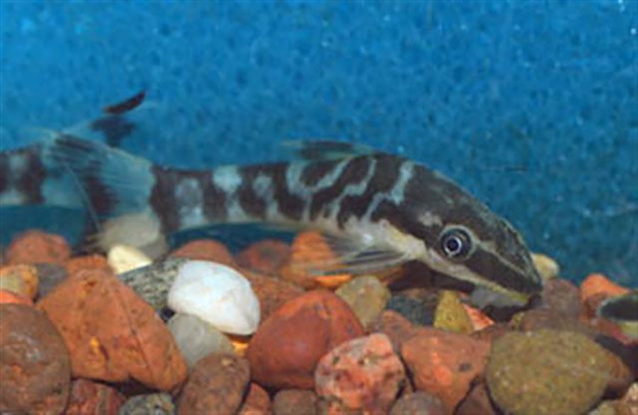 Otocinclus cocama
