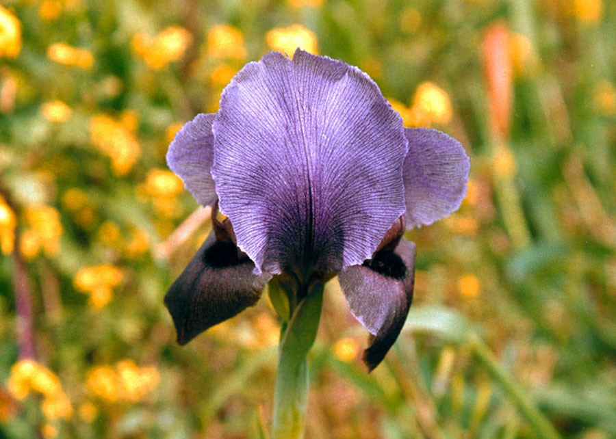 Palestine Iris haynei