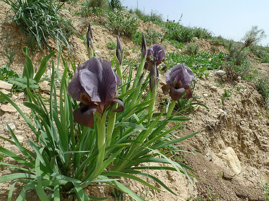 Palestine Iris haynei