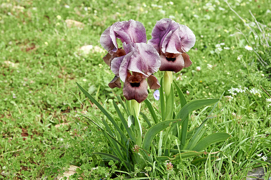 Palestine Iris haynei