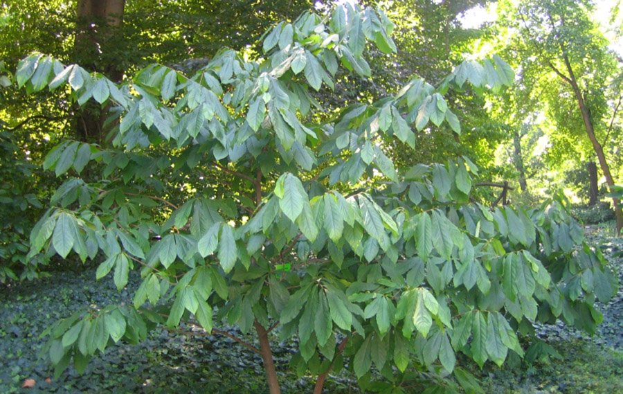 Pawpaw tree