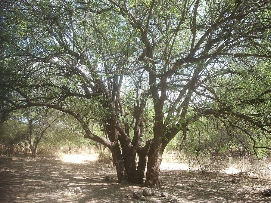 Qatar Sidra Tree