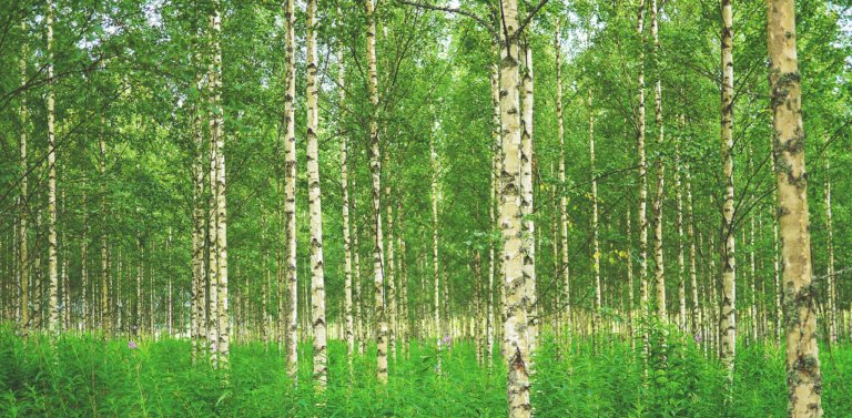 Discover Russia’s National Tree:  The Silver Birch
