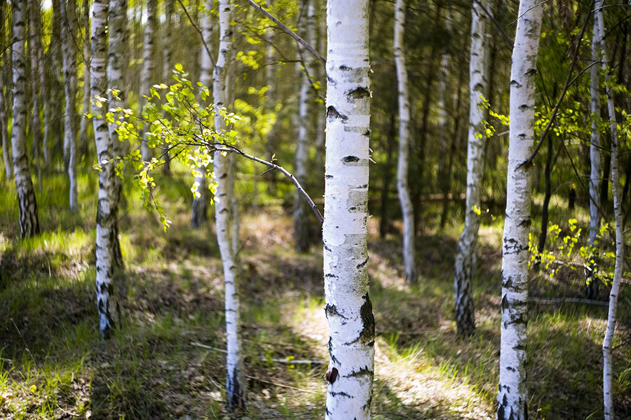 Russia Birch Tree